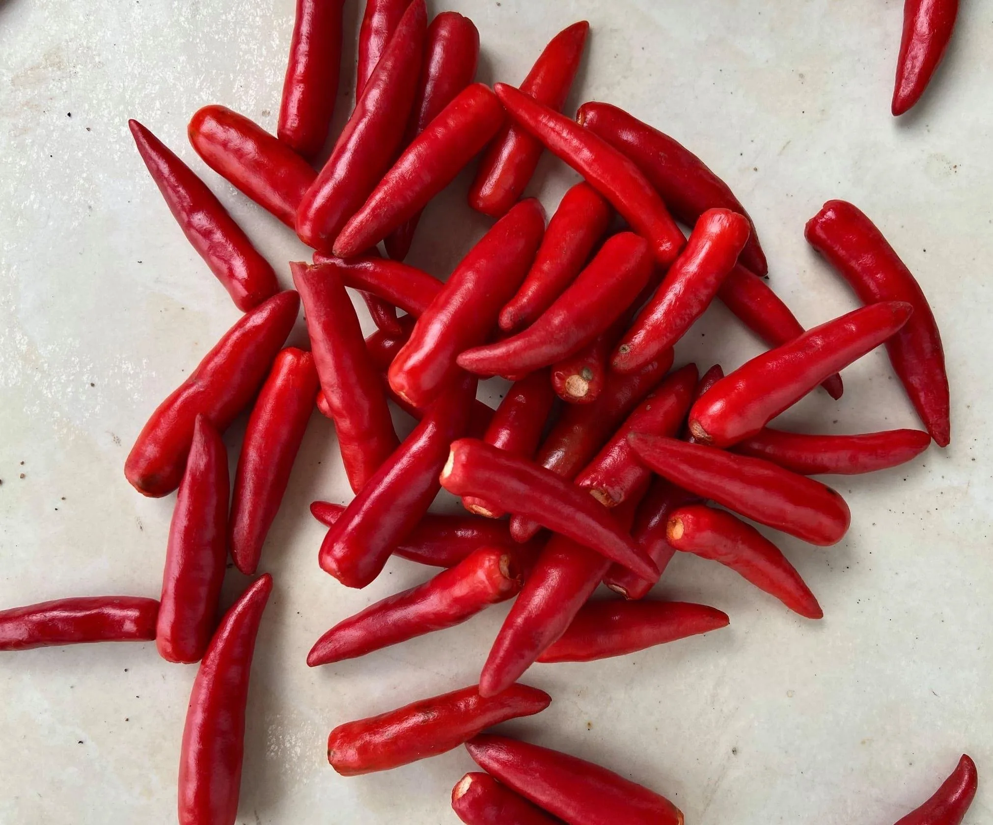 Fresh Red Chilli High Quality Best Brand Supplier For Export Good Price