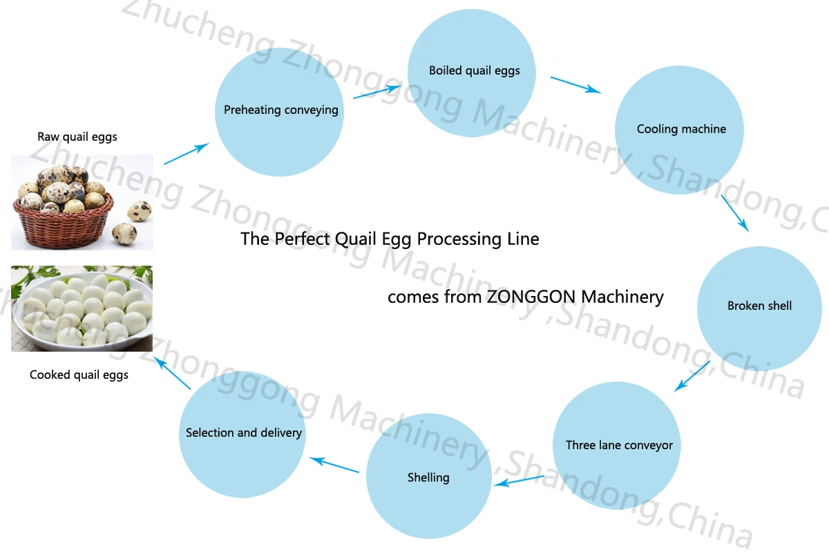 2026 Hot Sale Turn-key Boiling and Peeling Processing Line Quail Egg ...