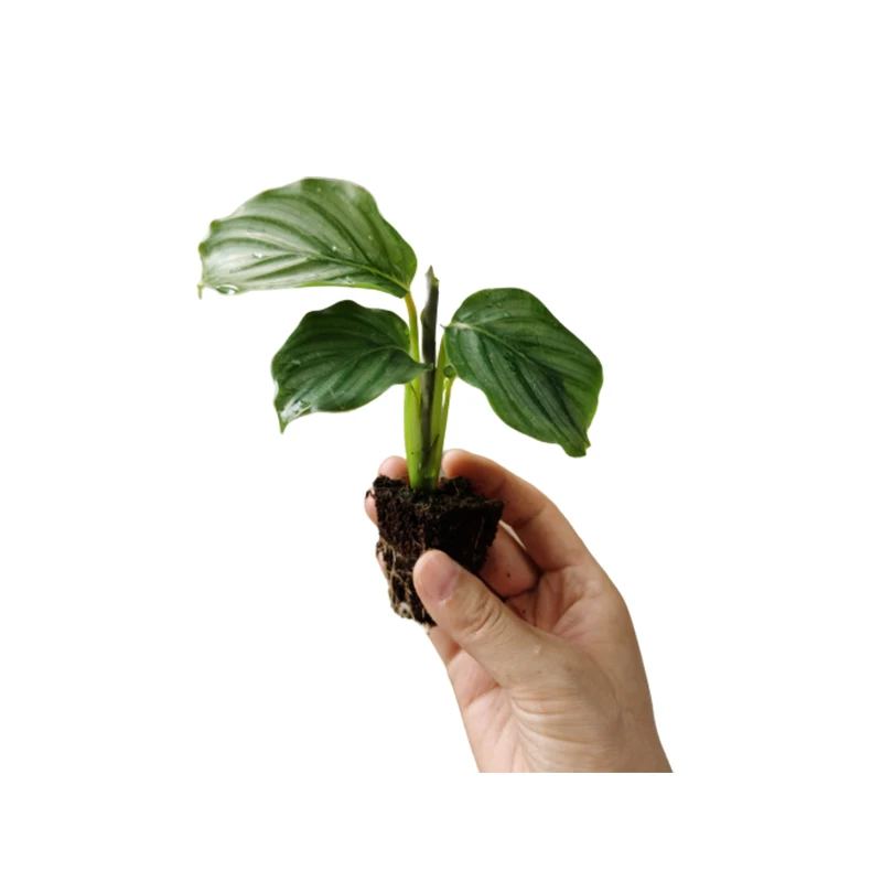 
New wholesale high quality real plants Calathea of indoor bonsai pot Orbifolia in Calathea Nursery 