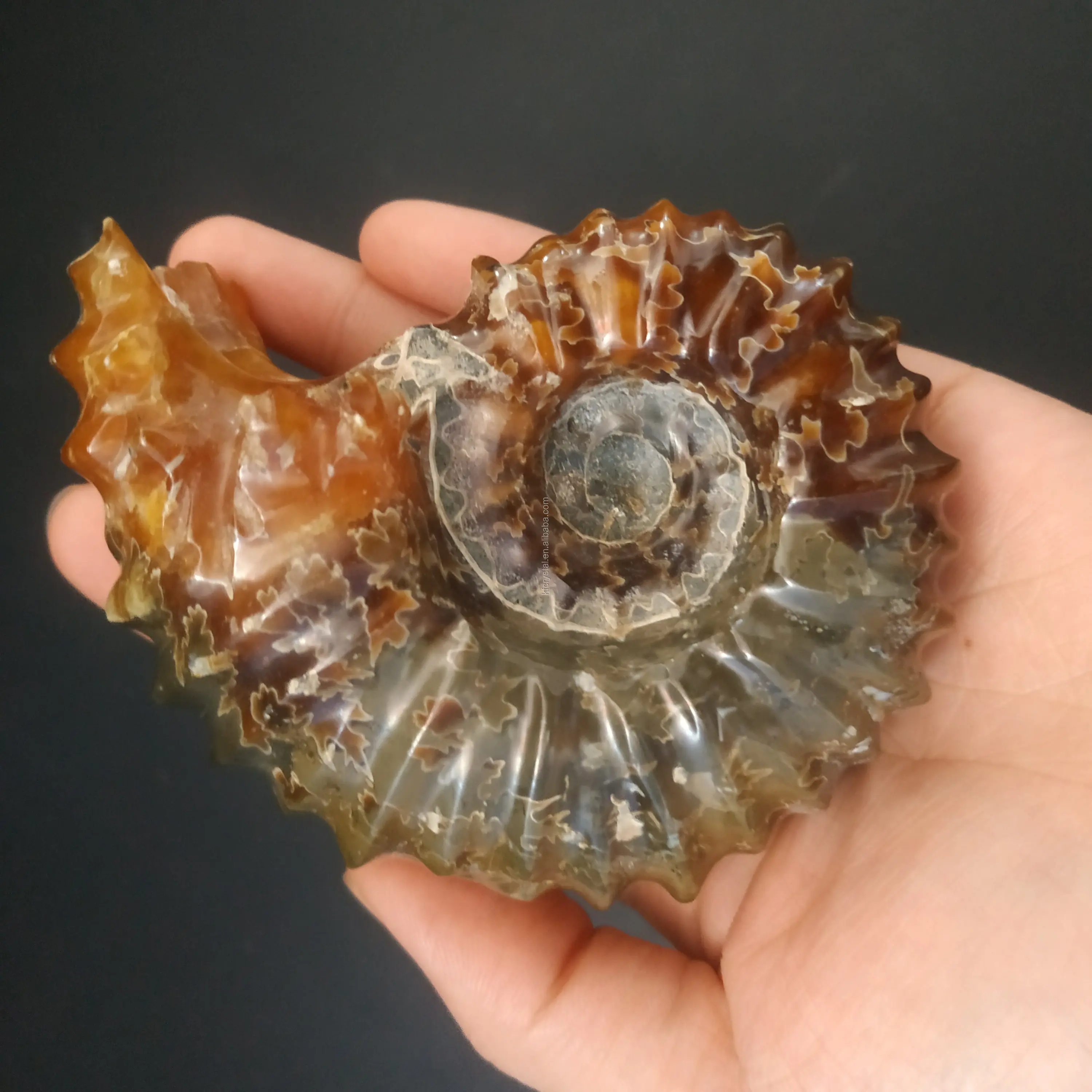 天然化石超小型海螺菊石化石作为礼物