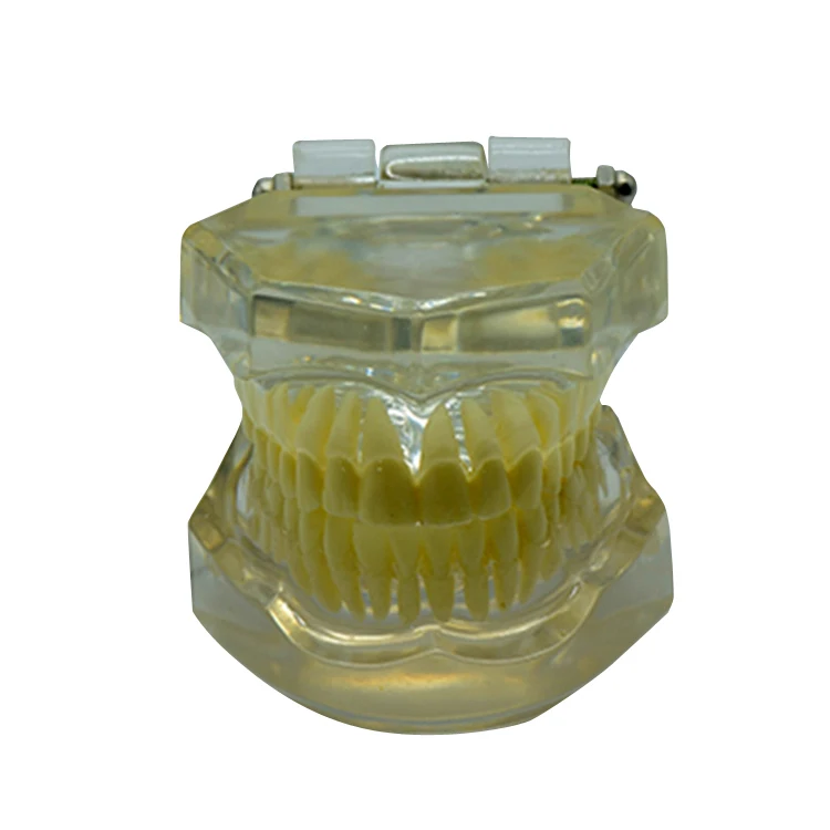 中国批发完全透明模型标准成人牙齿