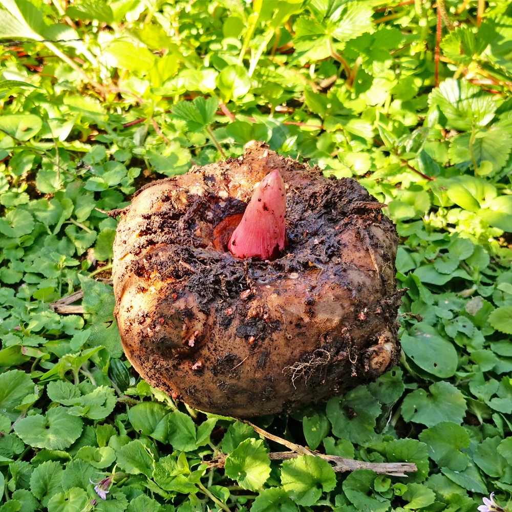 promotional carrot konjac spaghetti pasta zero carb