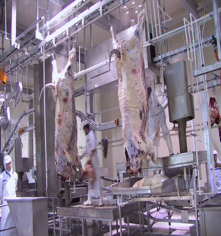 Halal Slaughter Equipment Synchronized Quarantine System for Cattle Offal for Slaughterhouse Operations