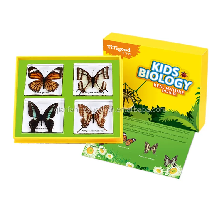 蝴蝶昆虫标本的树脂标本生命周期教学 Buy 标本 教学树脂标本 昆虫标本product On Alibaba Com