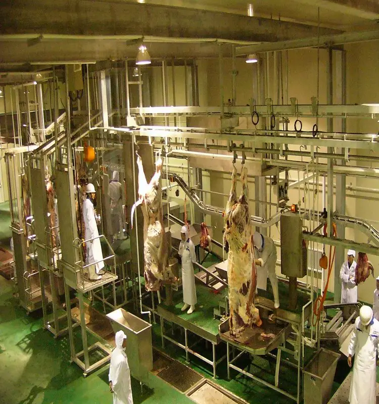 Halal cattle slaughtering equipment production line (suitable for slaughterhouses)