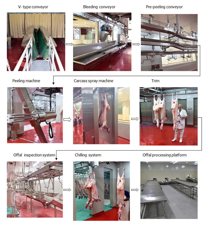 Automatic v-shaped conveyor belt sheep slaughtering line