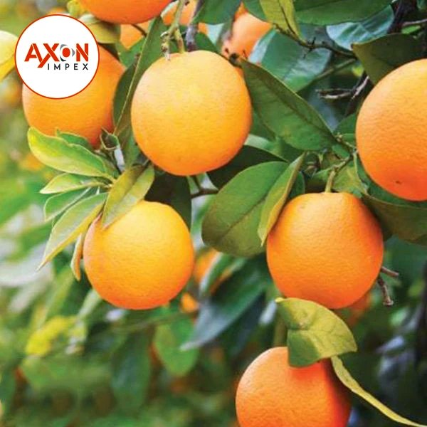 
A Grade Pakistani Mandarin Oranges Export TO USA - CHINA /UAE 