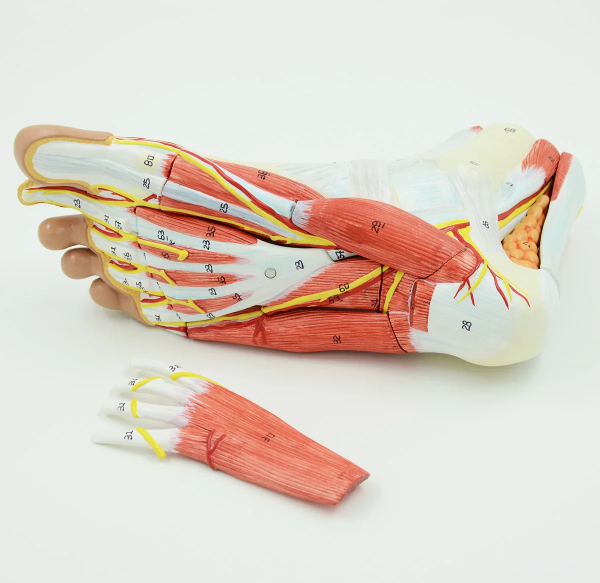 Foot Anatomy Model Regional Anatomy Of The Foot With Neurovascular