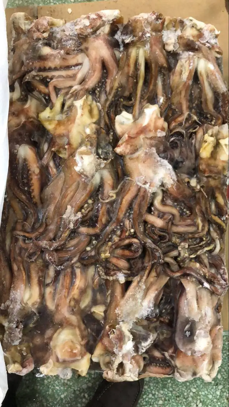 优质热销冷冻赤道鱿鱼管和市场触须