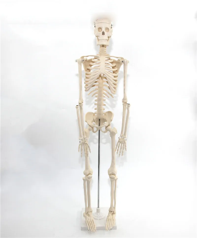 High Quality 85cm Plastic Human Skeleton Model For Teaching Model Buy