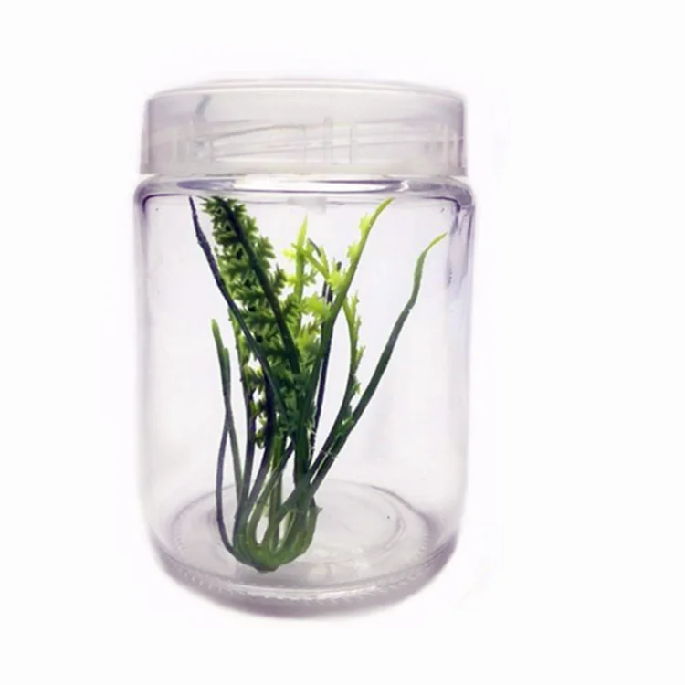 240ml Plant Tissue Culture Glass Jar With Plastic Lid Buy Glass Jar