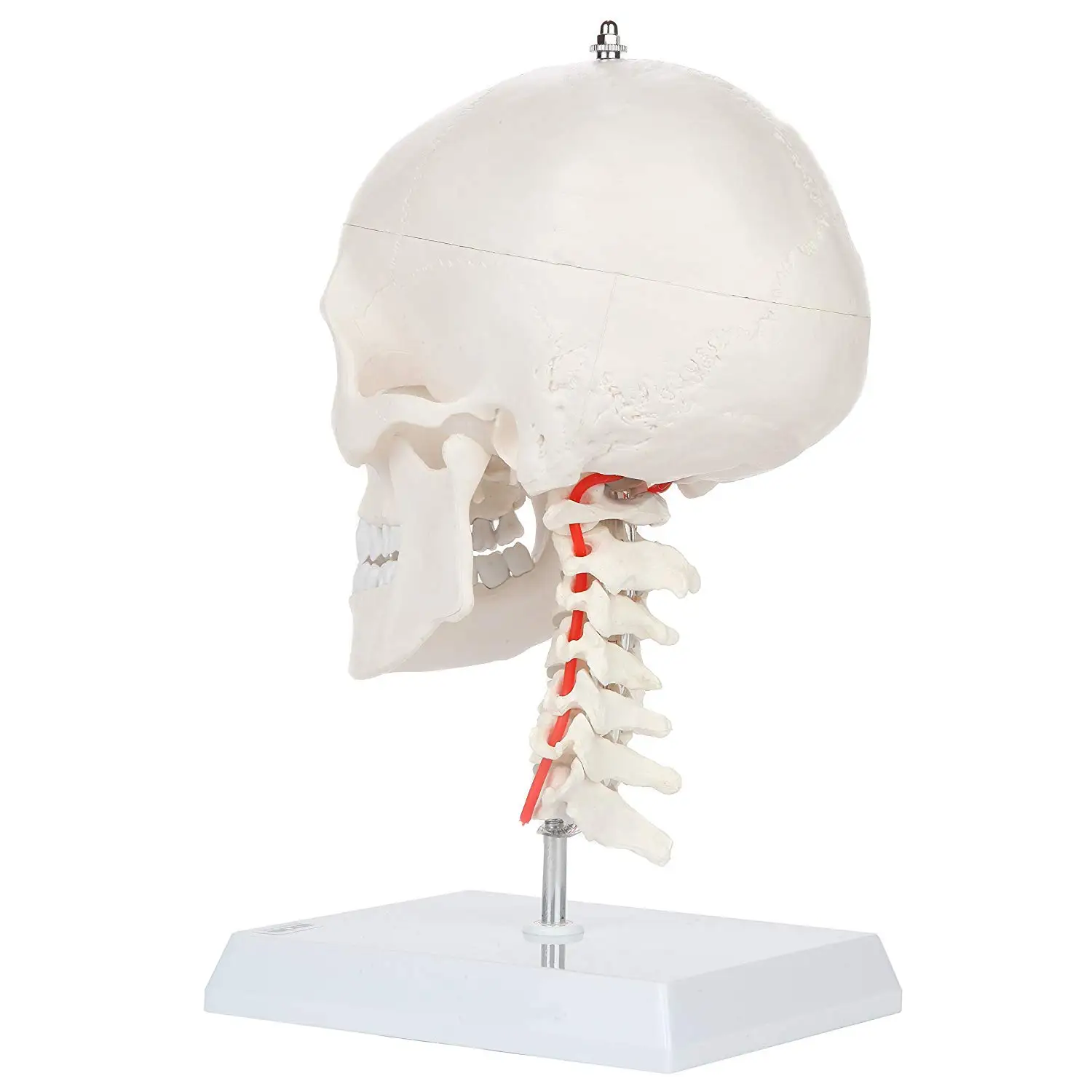 human-skull-model-with-flexible-neck-life-size-plastic-skull-on-a