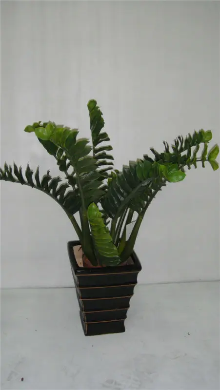 葉植物タイプと熱帯気候熱帯植物 Buy 観葉植物 屋内熱帯植物販売 タイプ機械工場 Product On Alibaba Com