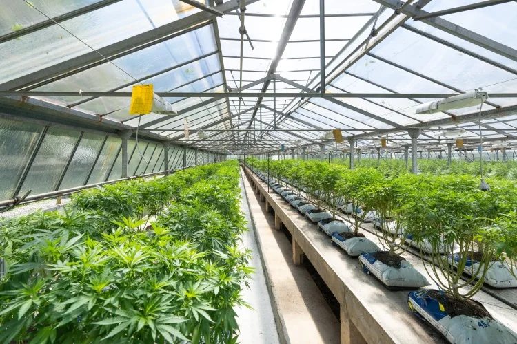 heavy duty greenhouse plant gardening