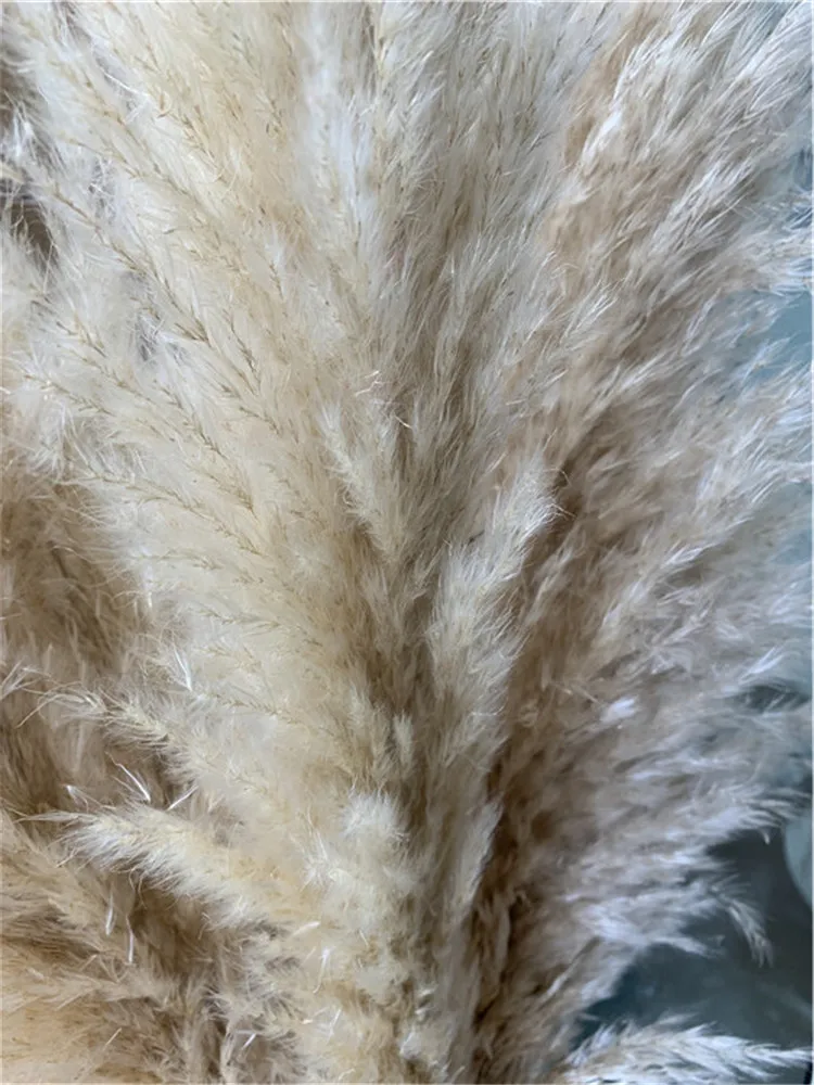 pampas grass (5).jpg