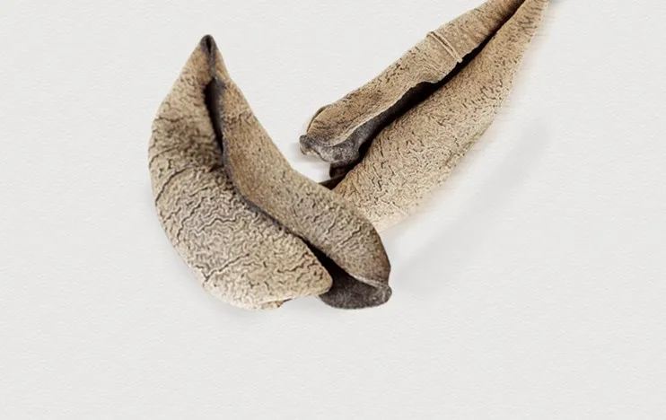 food supplement 100% organic black fungus mushrooms with best