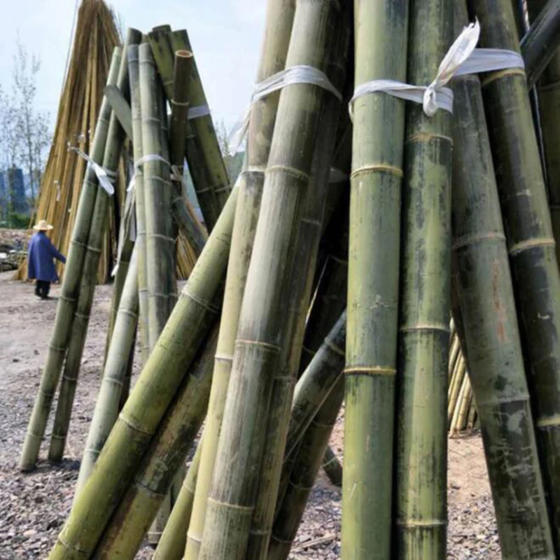 bamboo7.jpg