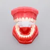 Top Selling Red Standard Plastic Dental Model of Teeth