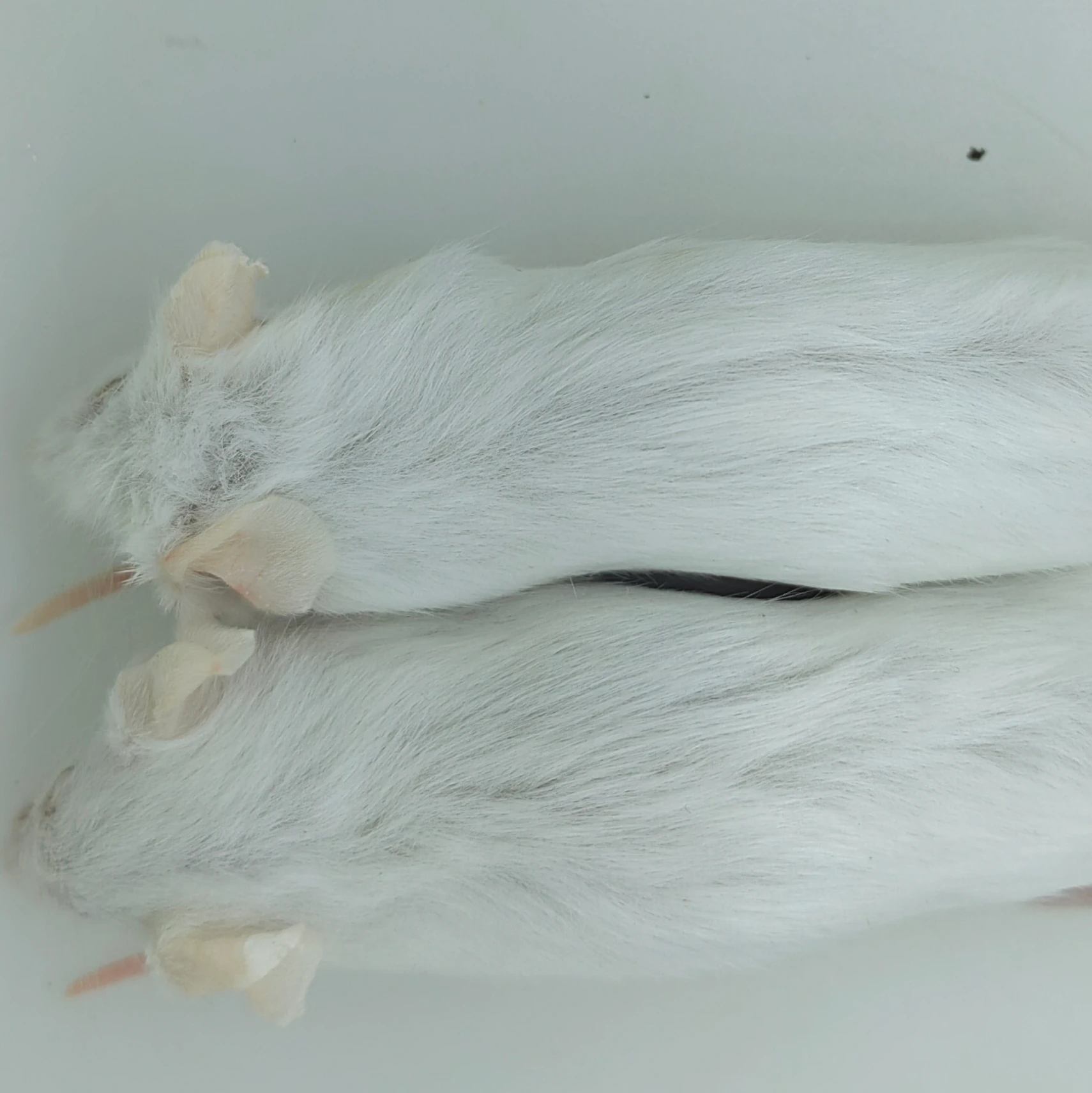 Kg Frozen Mice Frozen Rats Frozen Mouse Reptile Feedraptor Feed Lizard Feed Buy Loading Feed