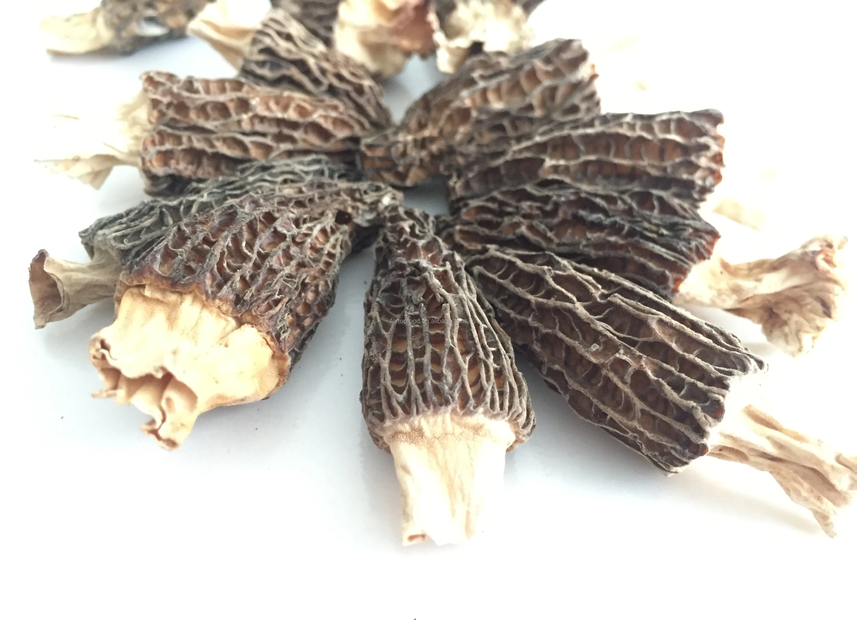 6.Morel 2-3CM.jpg