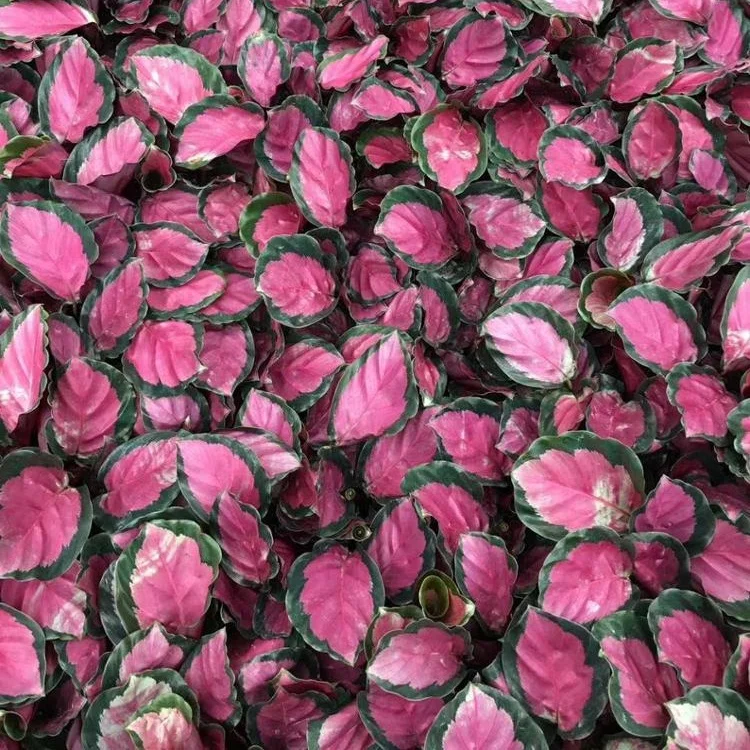 Garden Decorative Plants Tissue Culture Seedlings Plant Seedlings Rose