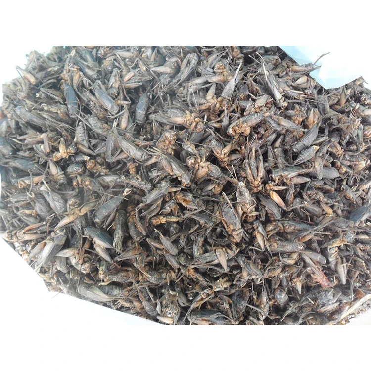 Dried Cricket.JPG
