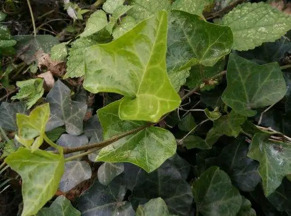 Devil's Claw - .jpg