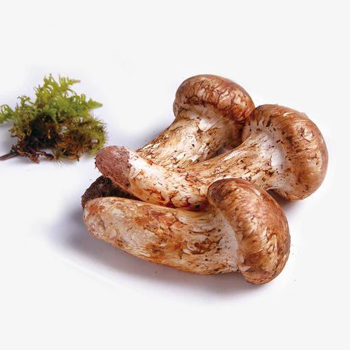 
Chinese Dried Mushroom Whole with Natural Pure natural tricholoma matsutake 