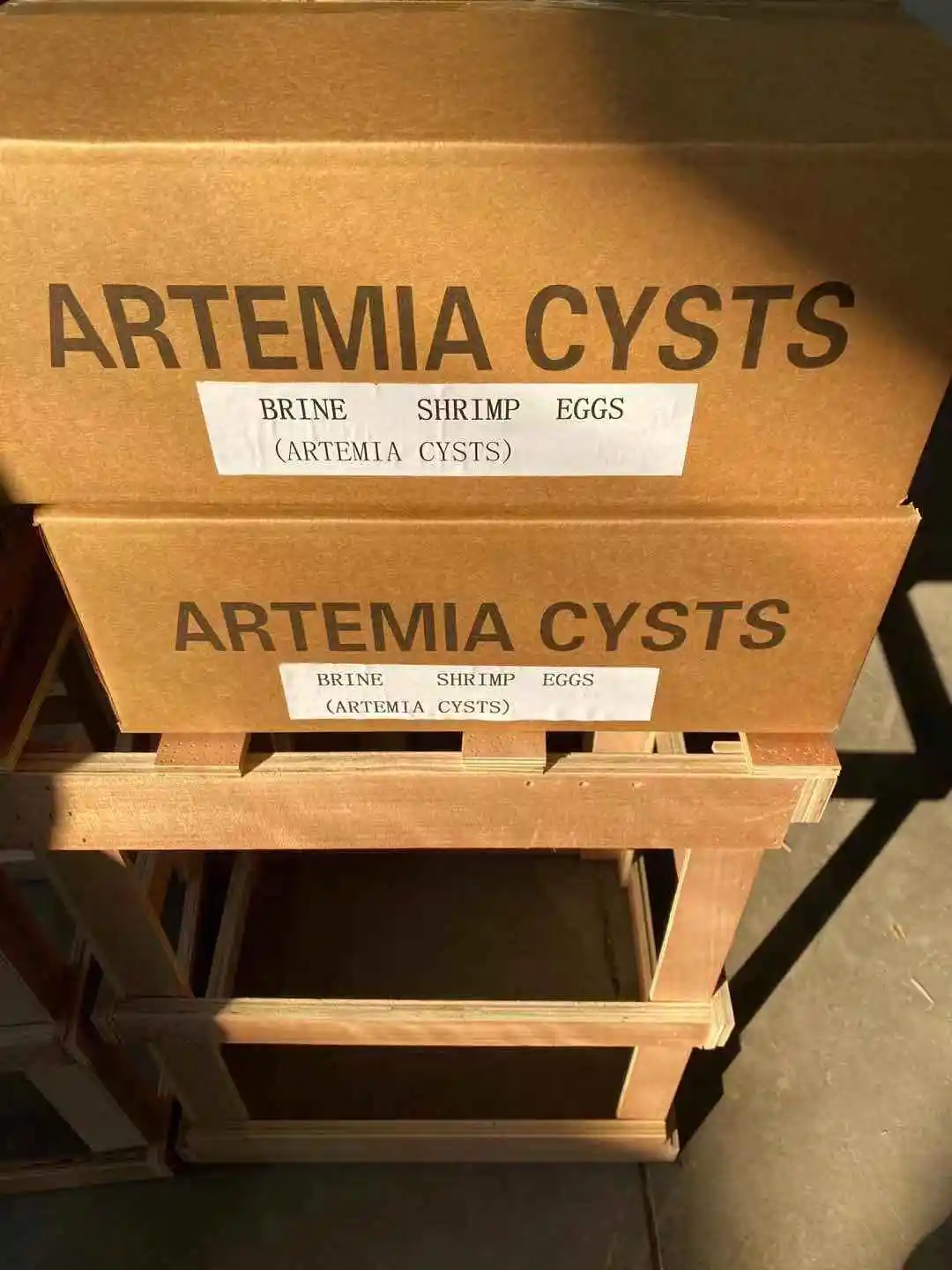 direct supply from factory artemia cysts/brine shrimp eggs - buy