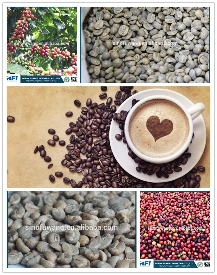 green coffee bean-.png