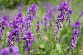 Free Shipping Best Quality Polygala Tenuifolia Extract Radix Polygalae Powder 20:1 In Bulk