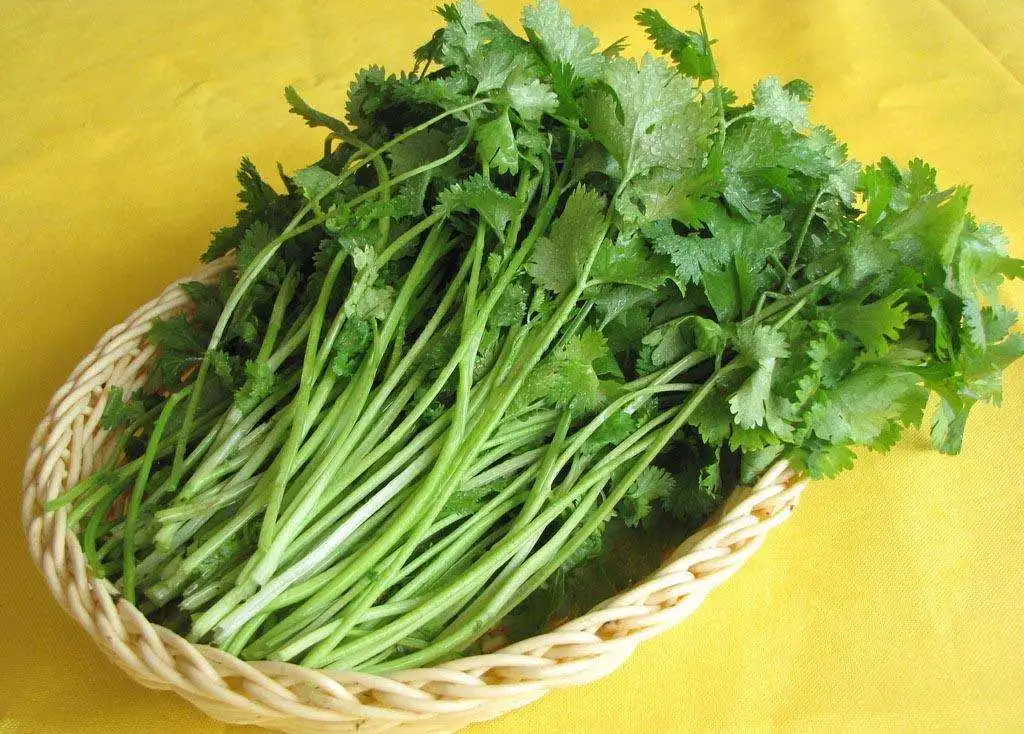 Pure Natural Coriander Seeds Extract Dried Coriander Extract Powder