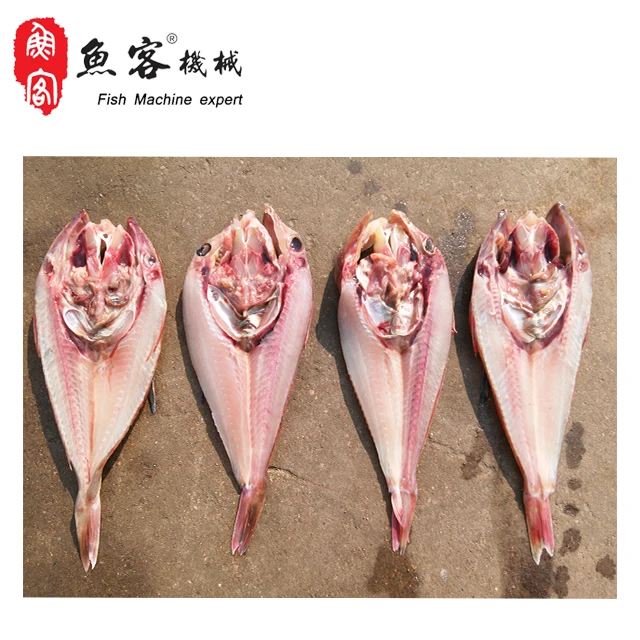 9 cutter fish.jpg