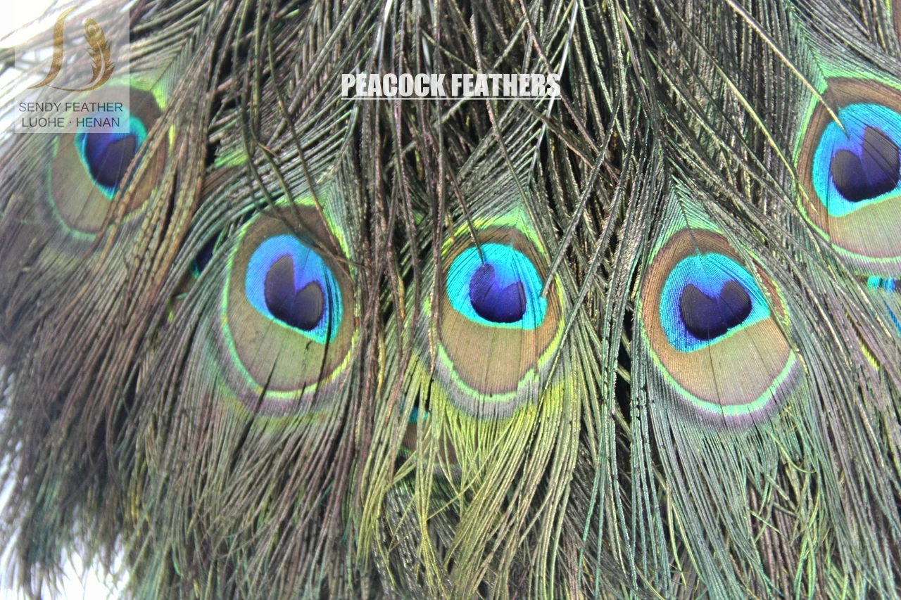 LONG Peacock Eye Feathers DEFECTIVE 25-30 inch UK Stock 