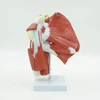 Human Anatomical Model of Shoulder with Deep Muscle for Medical Teaching Anatomy Model
