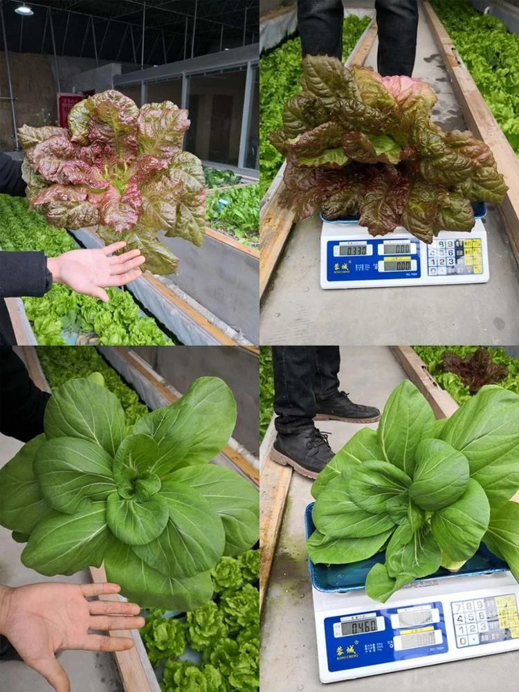 aquaponics system project.jpg