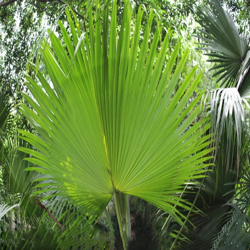 Wholesale Dried Palm Leaves/ Palm Leaf/ Dried Palm Leaves For Wedding