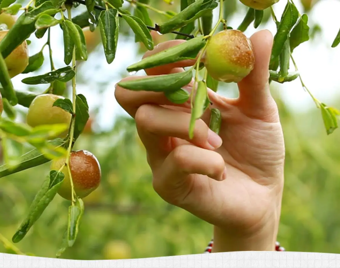 fresh jujube dates  (37)