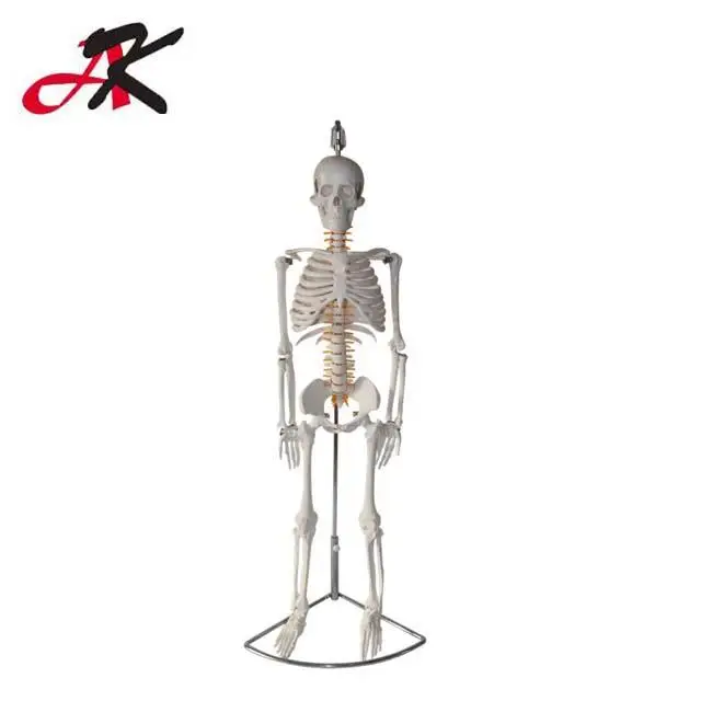 180cm Artificial Human Body Anatomy Skeleton Model Buy Human Body