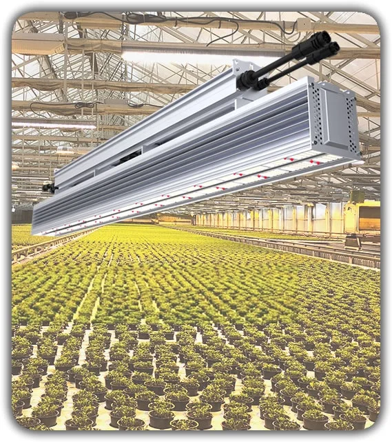 Sunritek indoor greenhouse led lights Infdppr INweww30W/2.5umol/J efficacy Osram LED grow light for Greenhouse