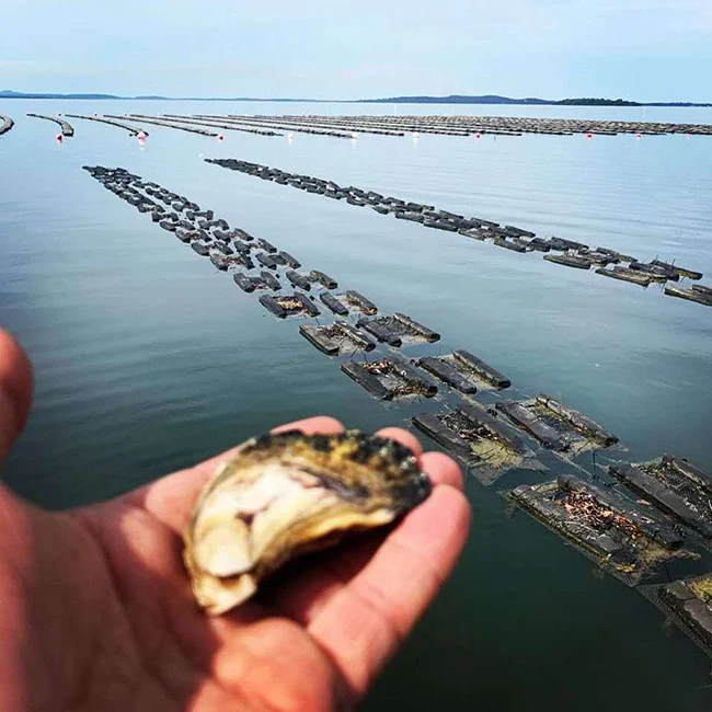 
HDPE Oyster Mesh, Bag,Plastic PE oyster bags for oyster bag growing 