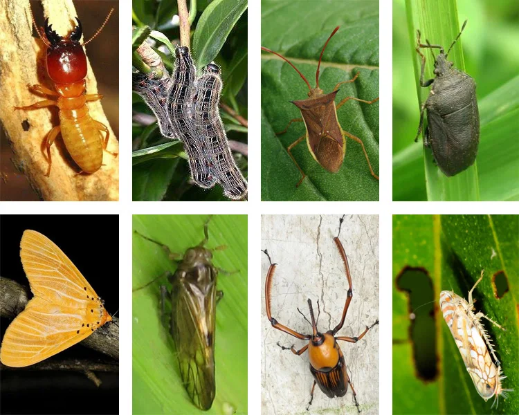 high quality paecilomyces lilacinus in stock fast