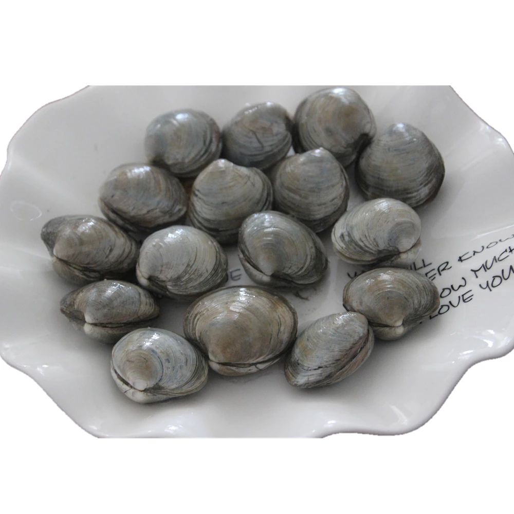 
Frozen And Cooked Clam With Shell 