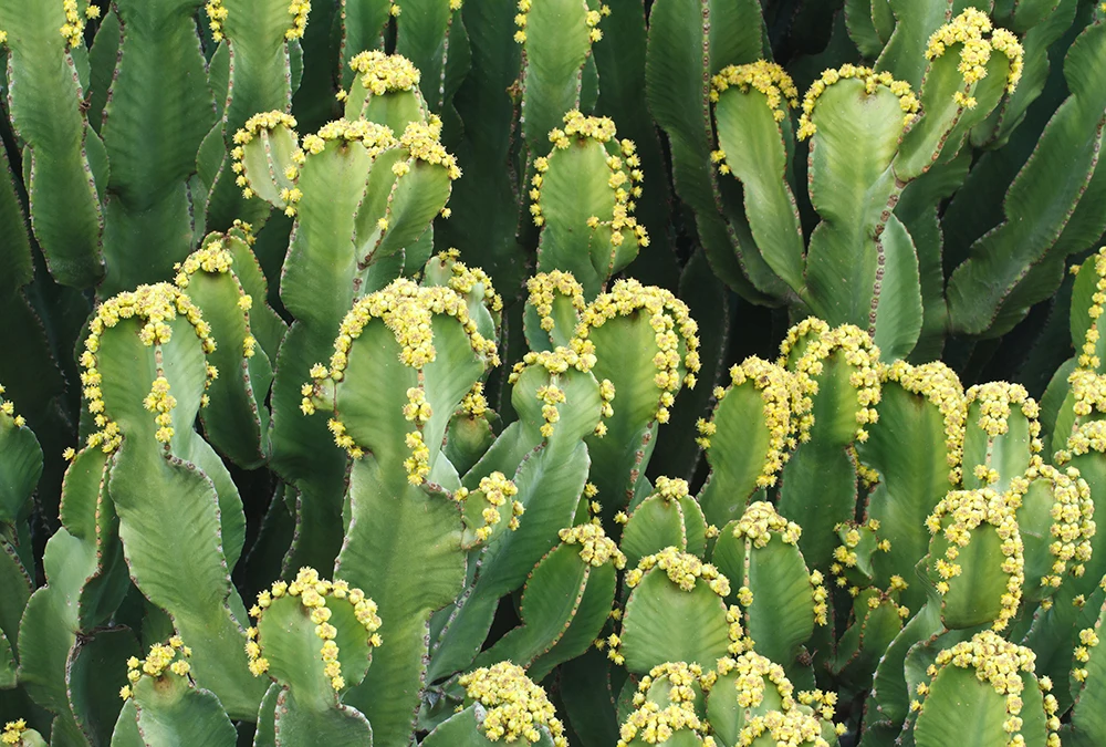 manufacturer supply 100% natural pure cactus seeds cactus plant