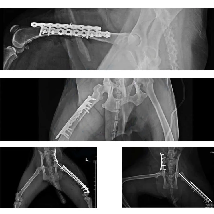 Vet Medical Equipment Veterinary Hospital Vet Orthopedic Reconstruction
