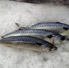 /product-detail/cheap-price-frozen-pacific-mackerel-fish-62423781709.html