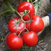 red fruit Chinese tomato seed hybrid
