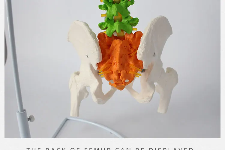 9 spine model