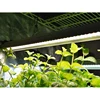 Smart wifi app controlled full spectrum led grow lights hydroponic plant growth