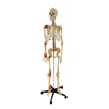 School Medical Science Biology Teaching Human Anatomical Skeleton Model